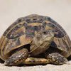 В мире животных обнаружены "смеющееся" черепахи
