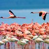 Тысячи фламинго "оккупировали" озера Индии (видео)