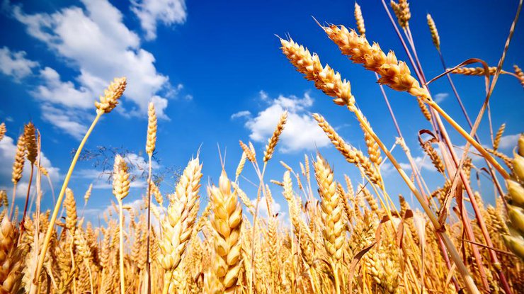 Фото: пшеница/ Landlord