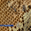На Рівненщині масово гинуть бджоли