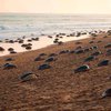 Тысячи черепах осели на опустевших пляжах Индии (фото)