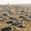 Пока все на карантине: на пляже в Индии черепахи отложили более 60 миллионов яиц