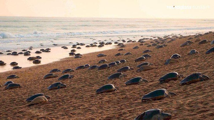 Фото: черепахи на побережье / ukurier.gov.ua  