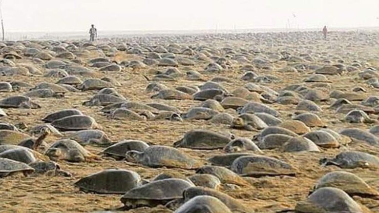На пляже в Индии черепахи отложили более 60 миллионов яиц/ Фото: Facebook