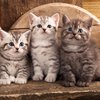 Корнавирус "атакует" животных: болезнь обнаружена у 15% кошек