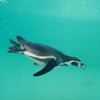 Подводная связь: ученые записали "разговоры" пингвинов