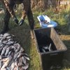 Браконьєри Миколаївщини скористалися карантином, аби наловити риби