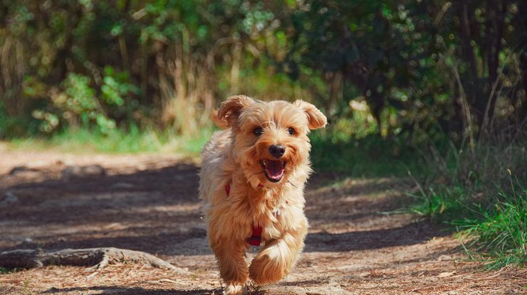 Выгул собаки/ Фото: Pixabay