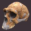 Невероятное открытие: найден череп древнейшего предка человека