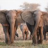 Родительское спасение: слоны вытащили своего детеныша из воды (видео)