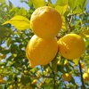Турция ввела запрет на экспорт лимонов