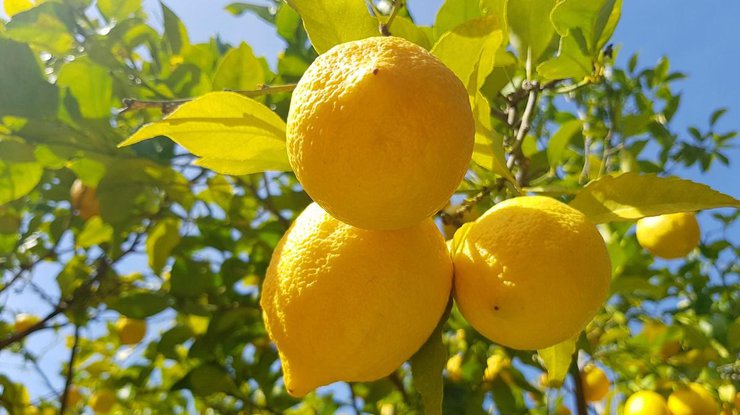 Турция ограничила экспорт лимонов/ Фото: vkusnoisrael.com