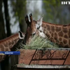 Співробітники зоопарку Алмати працюють попри карантин