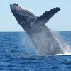 Карантин "привлек" китов на побережье Франции (видео)