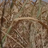 На Одещині фермер скоїв самогубство через посуху