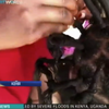 Африканці винайшли зачіску у формі коронавірусу