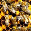 Опасное соседство: мужчина больше года жил под одной крышей со ста тысячами пчел