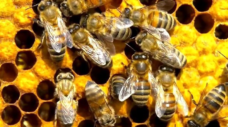 Американец больше года жил с пчелами/ Фото: youtube.com