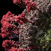 Создана самая детальная и достоверная 3D-модель коронавируса (видео)