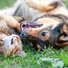 Антитела к коронавирусу нашли у кошек и собак