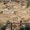 Разрушительная сила: в Калифорнии огромное стадо коз совершило набег на город (видео)