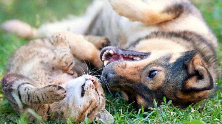 Антитела к коронавирсу обнаружили у кошек и собак/ Фото: agroxxi.ru