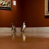 Художній музей Канзасу відкрив двері для пінгвінів