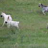 Животные на карантине: козы в масках прогуливались в Днепре