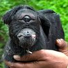 В Индии родилось "мифическое" животное