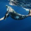 В Австралии мужчину оштрафовали за спасение детеныша кита