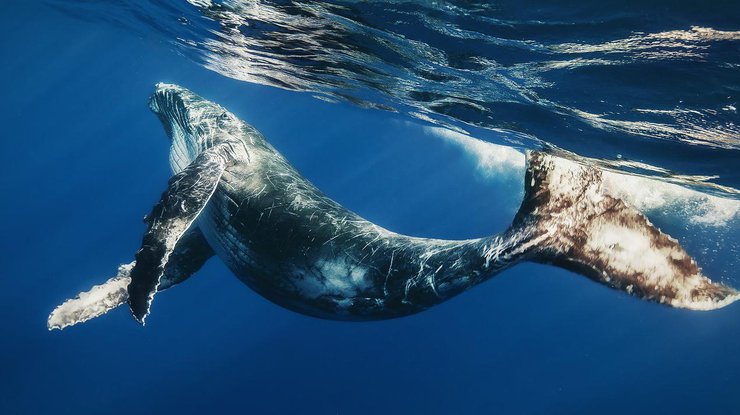 Австралиец спас детеныша кита и получил штраф/ Фото: goodfon.ru