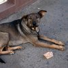 Собака за долги: Минюст выставил на продажу питомцев должников