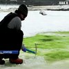 Антарктида позеленіла через глобальне потепління