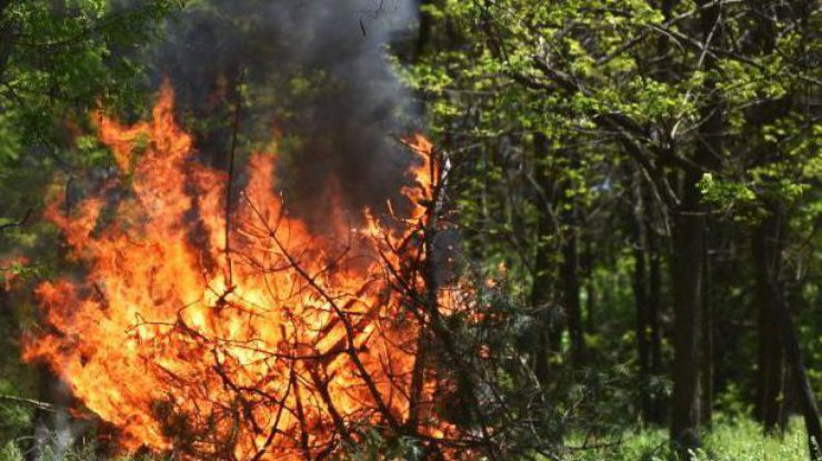 Фото: пожарная опасность / РБК-Украина
