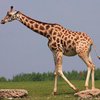 Жирафы устроили "бойцовский клуб" (видео)
