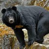 "Не связывайся с "Мерседесом!": медведь пытался угнать автомобиль (видео)