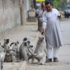 В Индии обезьяны украли из лаборатории пробирки с зараженной кровью (видео)