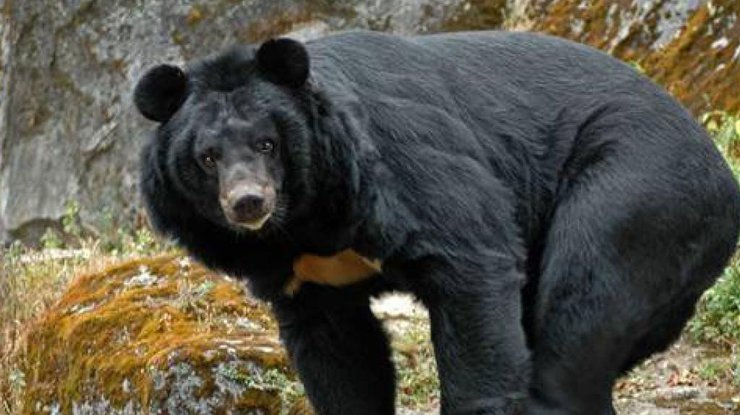 Черный медведь/ Фото: golos.ua