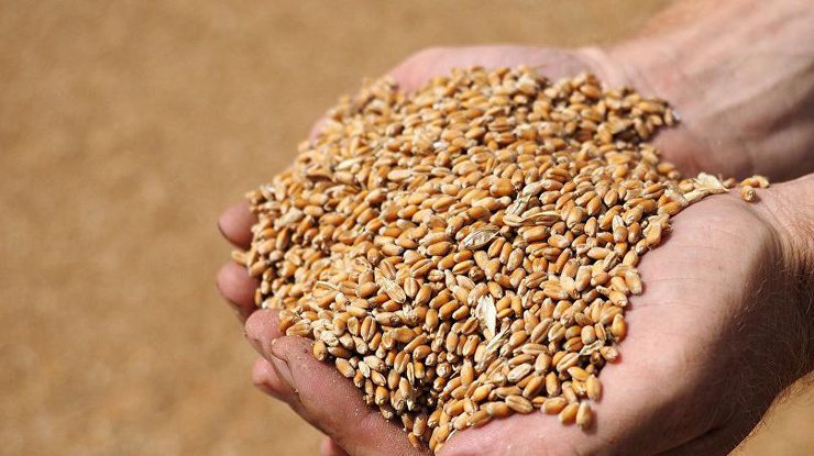 Урожай пшеницы в Украине/Фото: sputniknews