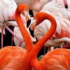 В Николавеской области впервые заметили розовых фламинго 