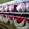 На птицефабрике в Полтавской области погибли 600 тысяч кур