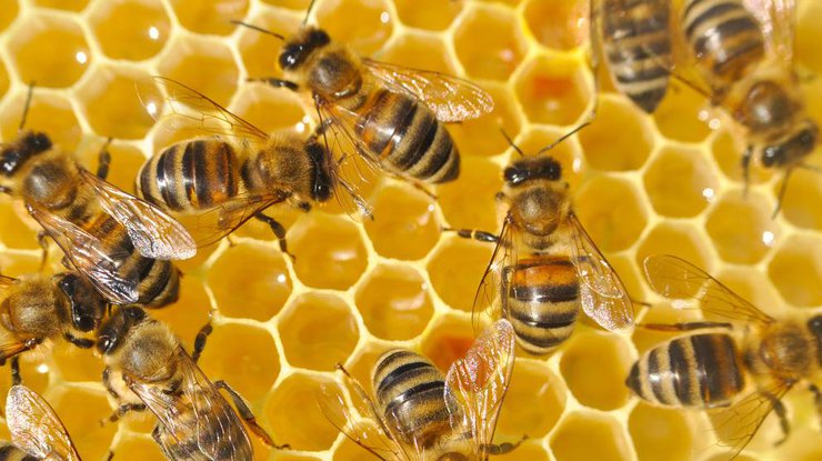 Фото: пчелы/ Вокруг Света