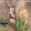 Французький зоопарк поповнився дитинчатами білого ведмедя