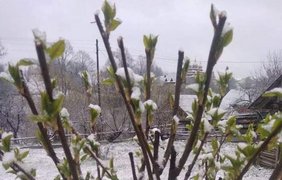 Снег во Львове / Фото: социальрые сети