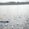 На річці у Кропивницькому оселилися більше сотні лебедів