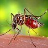 Какую группу крови больше всего любят комары
