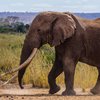 Слоны-спасатели получили "астрономическое" состояние