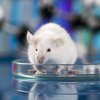 Биологи превратили селезенку в печень внутри живой мыши