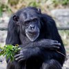 Сердце некоторых шимпанзе с возрастом "каменеет"
