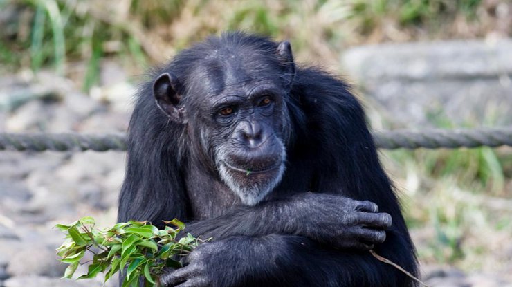 Шимпанзе/ Фото: indicator.ru